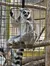 A lemur is sitting behind a metal cage, clutching onto a wooden beam and seemingly looking out with a pensive expression.