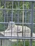 A white tiger is resting behind a metal grid enclosure, partially obscured by the bars from the viewer's perspective.