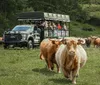 A group of tourists in a safari truck observe Highland cattle grazing in a lush green field