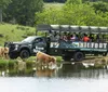 A group of tourists in a safari truck observe Highland cattle grazing in a lush green field