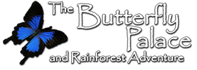 Butterfly Palace and Rainforest Adventure