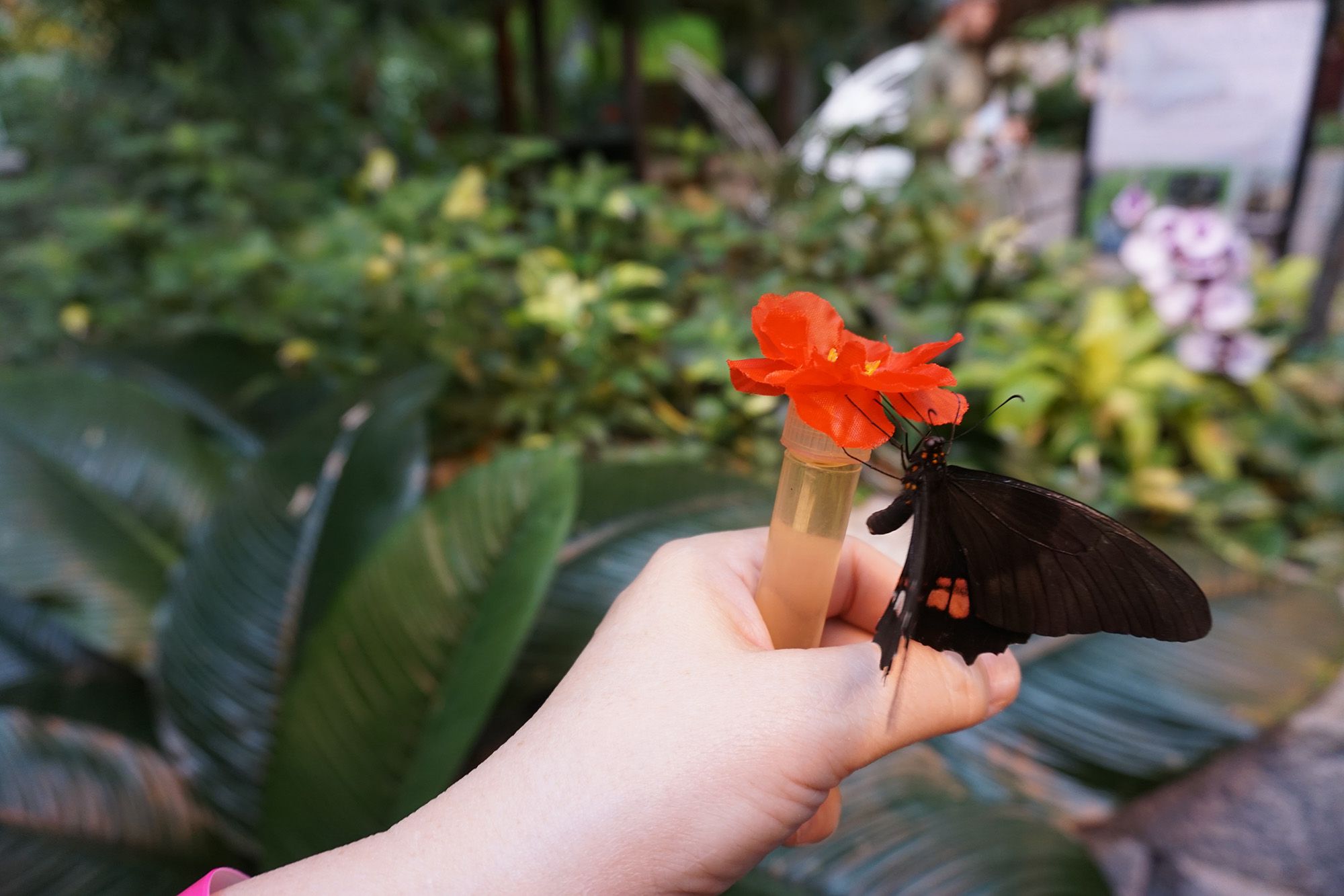 Butterfly Palace and Rainforest Adventure