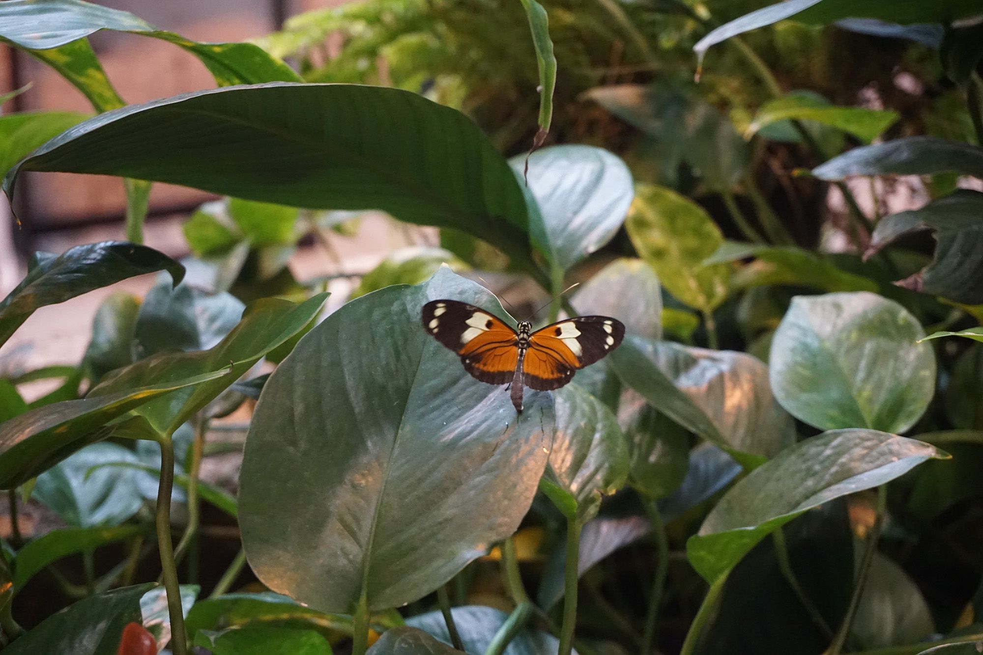 Butterfly Palace and Rainforest Adventure