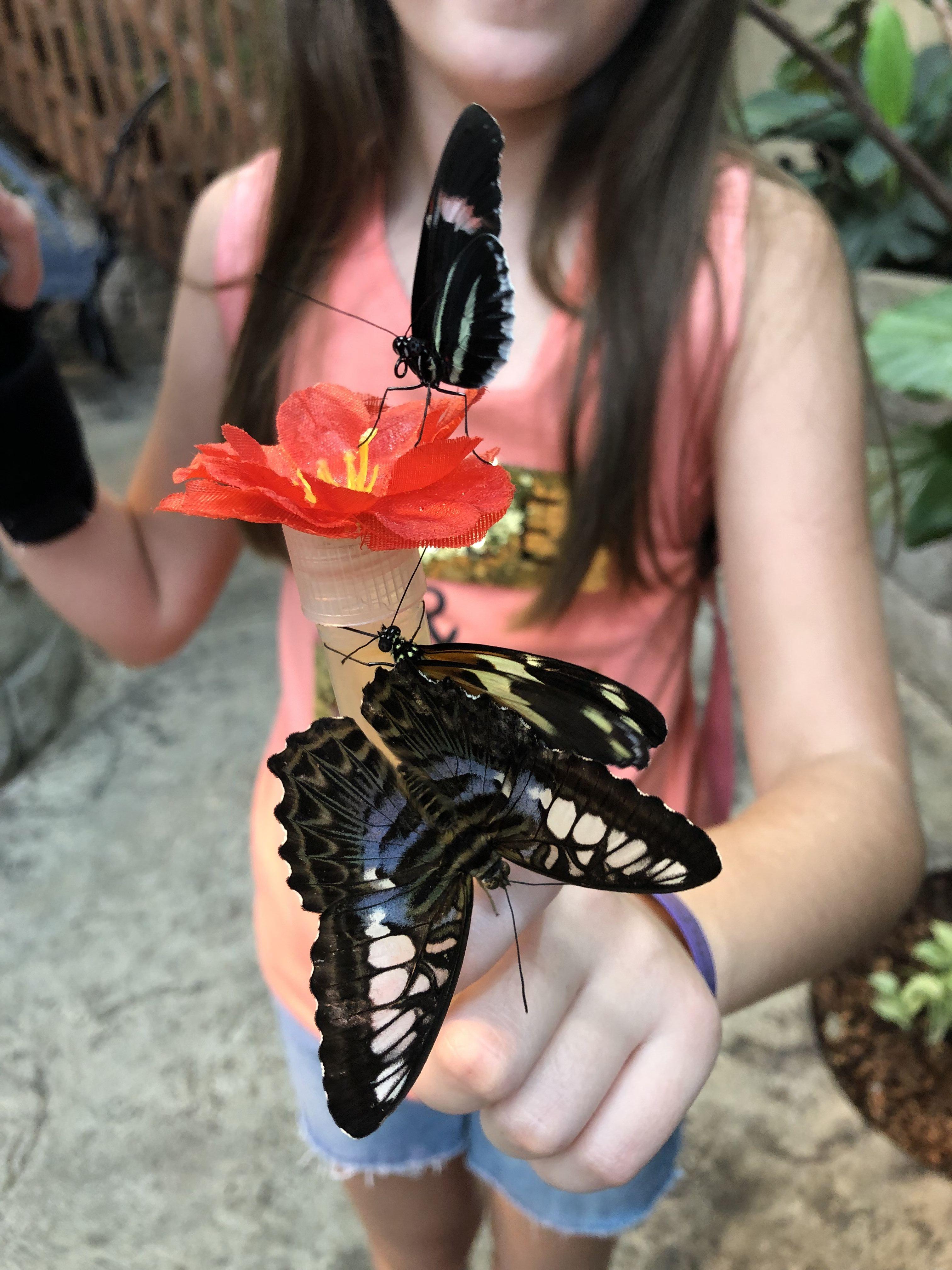 Butterfly Palace and Rainforest Adventure