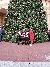 Big Christmas Tree at the Miracle of Christmas at Sight and Sound Theatres Branson