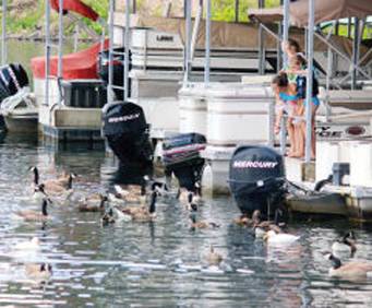 scotty s boat rental branson scotty s trout dock marina in branson mo scotty s boat rental branson scotty s trout dock marina in branson mo