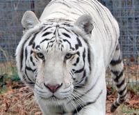 White Tiger