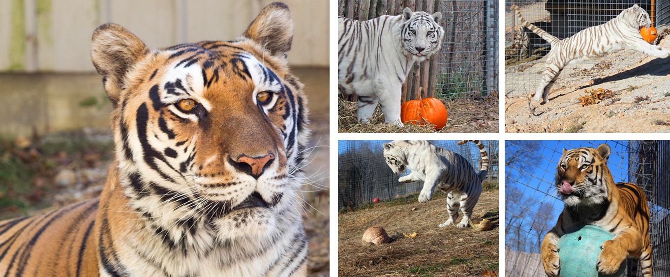 Experience the National Tiger Sanctuary