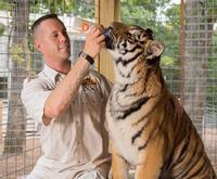 Tiger at Branson's Promised Land Zoo