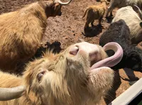 Visiting the Cows