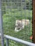 White Tiger at the National Tiger Sanctuary in Branson