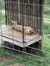 Laying Tiger at National Tiger Sanctuary in Branson