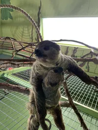 Sloths at Branson's Promised Land Zoo