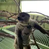 Sloths at Branson's Promised Land Zoo