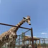 Giraffe at Branson's Promised Land Zoo