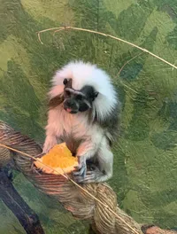 Small Monkey at Branson's Promised Land Zoo