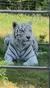 White Tiger