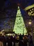 Lighted Tree