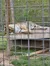 A tiger is resting on a platform inside a cage with a background of greenery.
