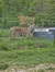 A tiger is standing inside an enclosure, looking out through the metal grid fence that surrounds it.