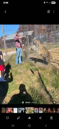 A person is interacting with a tiger through a cage while another person watches.