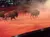 A group of bison runs across an indoor arena, with an audience watching from the stands.