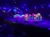 The image shows a vibrant stage performance featuring glowing, oversized flowers and butterfly-shaped elements under blue lighting.