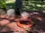 The image shows a large, rusty metal propeller, an orange life ring, and a heavy chain on mulch in a wooded park area with people and cars in the background.