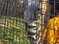 A person in a yellow shirt is standing near a large tiger that is climbing a wire fence enclosure.