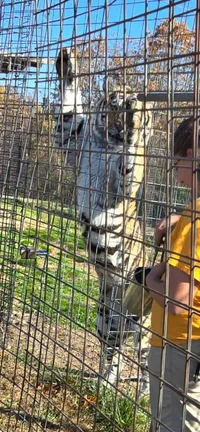 A tiger is standing upright against a metal fence while a person in a yellow shirt holds a container nearby.