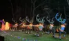A line of reindeer figures adorned with colorful Christmas lights stands in a festive outdoor display.