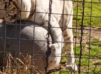 A white tiger, behind a fence, is interacting with a large round object on the ground.