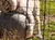 A white tiger, behind a fence, is interacting with a large round object on the ground.