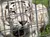A white tiger is resting on the grass behind a metal fence.
