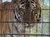 A tiger is standing behind the bars of a cage.