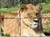 A lioness is lying down in a grassy enclosure behind a wire fence.