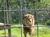 A lion is standing behind a wire fence in a grassy enclosure.