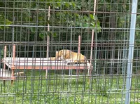 A lion is lying on a platform inside a fenced enclosure surrounded by greenery.