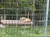 A lion is lying on a platform inside a fenced enclosure surrounded by greenery.