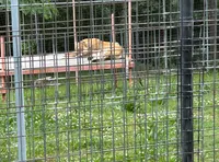 A tiger is lying on a platform inside a fenced enclosure.