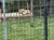 A tiger is lying on a platform inside a fenced enclosure.