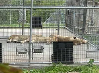 Three lions are lying down inside a fenced enclosure.