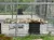 Three lions are lying down inside a fenced enclosure.