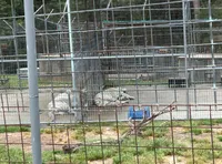 Two white tigers are lying down inside a fenced enclosure at a zoo or sanctuary.