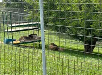 Two lions are resting within a fenced grassy enclosure, with one on a platform and the other lying on the ground in the shade of a tree.