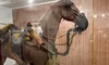 The image shows a museum display featuring a horse mannequin equipped with a gas mask and military gear, alongside a vintage poster encouraging enlistment in the cavalry.