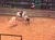 A performer on horseback is surrounded by cattle in an arena with a large audience watching from tiered seating.