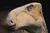 The image shows a close-up view of a dinosaur model with a textured and detailed exterior.