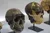 The image shows three fossilized skulls displayed on stands in a museum setting.