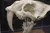The image shows the skull of a saber-toothed cat, featuring prominent elongated canine teeth.